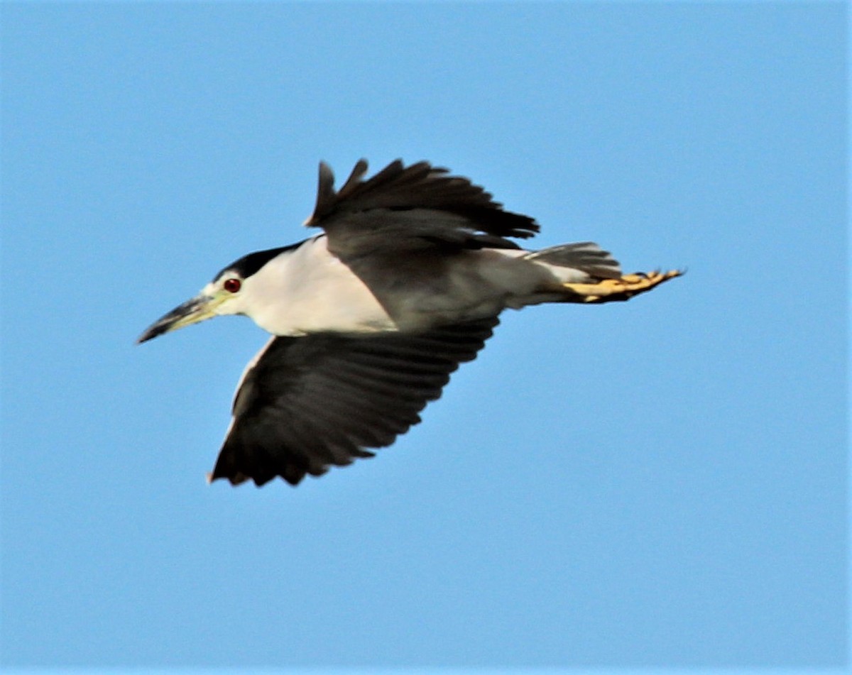 Black-crowned Night Heron - ML303101811