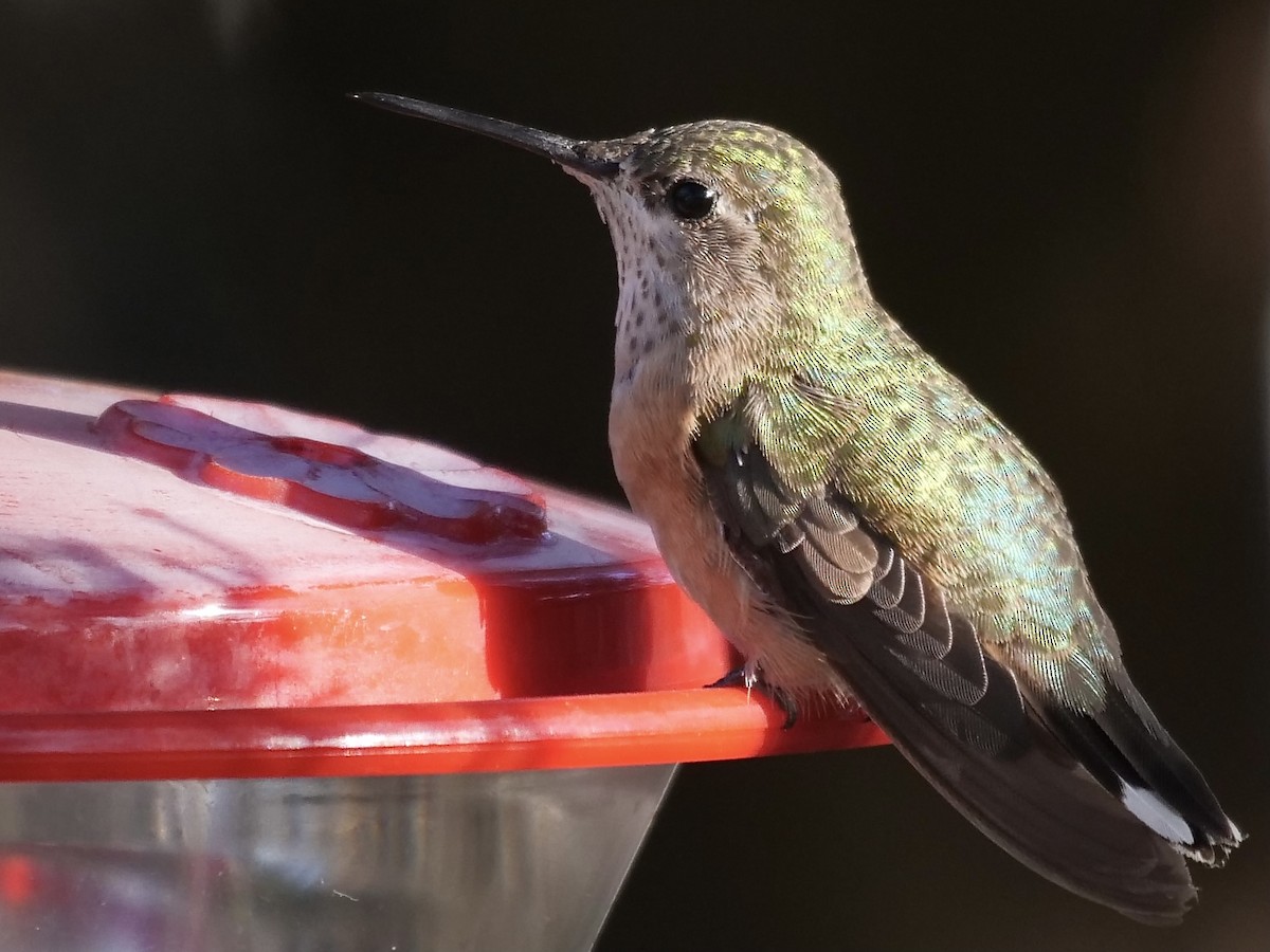 Calliope Hummingbird - ML303104471