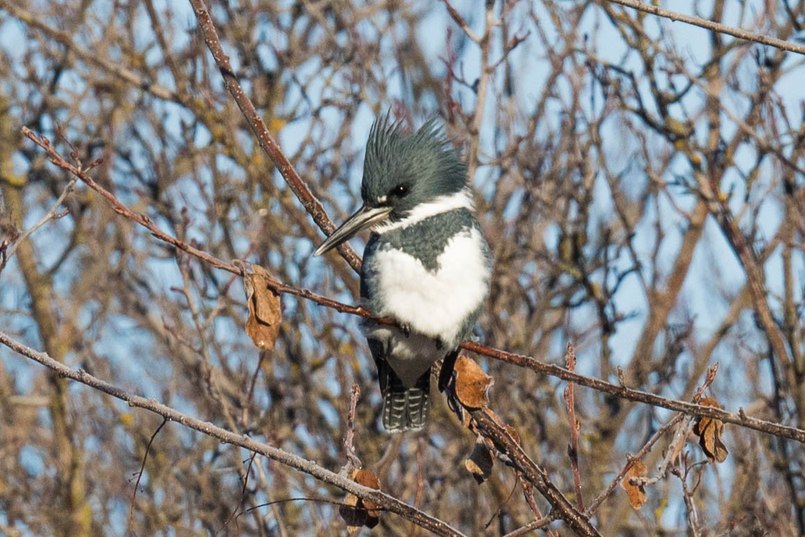 Belted Kingfisher - ML303108231