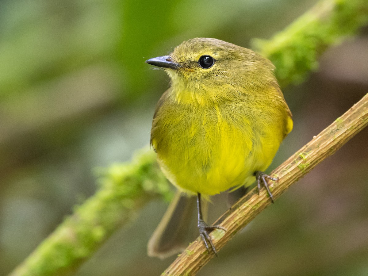 Flavescent Flycatcher - Myiophobus flavicans - Birds of the World