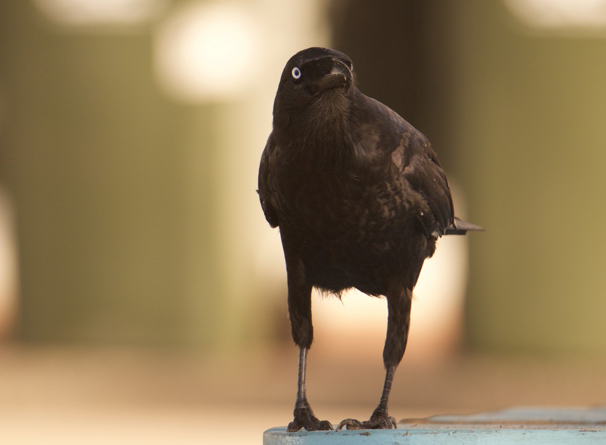 Australian Raven - Lyndon Chapman