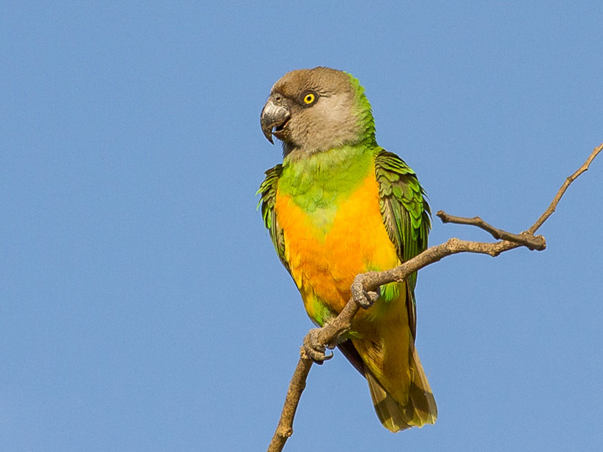 Senegal Parrot - eBird