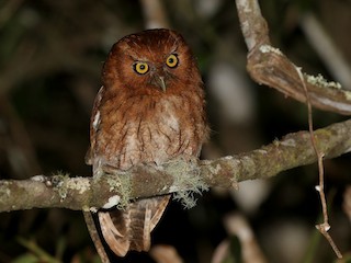  - Santa Marta Screech-Owl