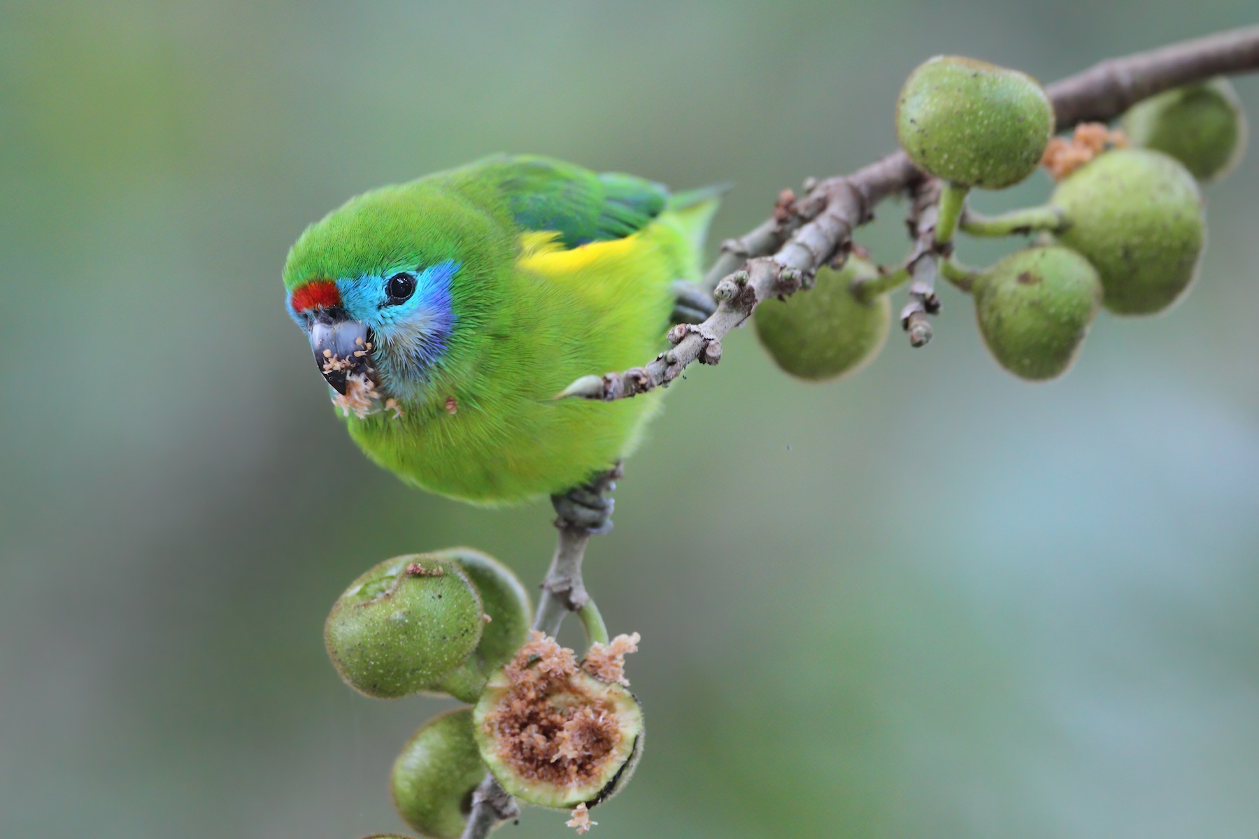 Double-eyed Fig-Parrot (Double-eyed) - eBird