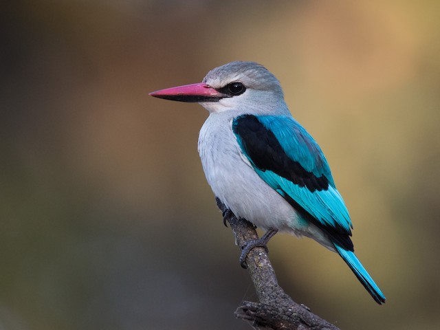 Photos - Woodland Kingfisher - Halcyon senegalensis - Birds of the World
