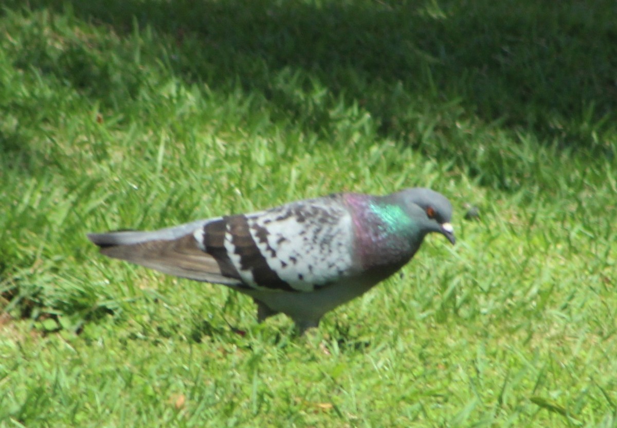 Rock Pigeon (Feral Pigeon) - ML303117841