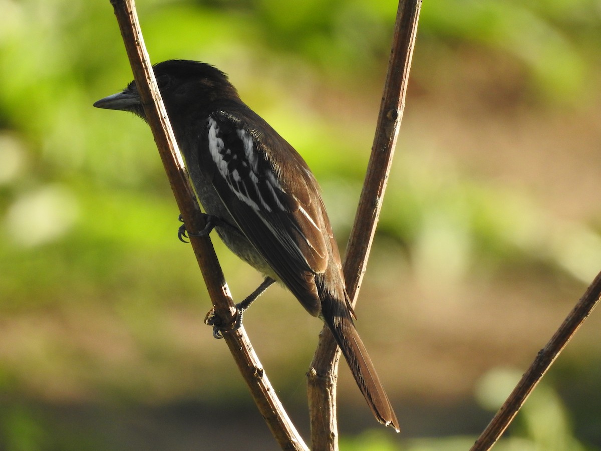 White-winged Becard - Viviana Giqueaux