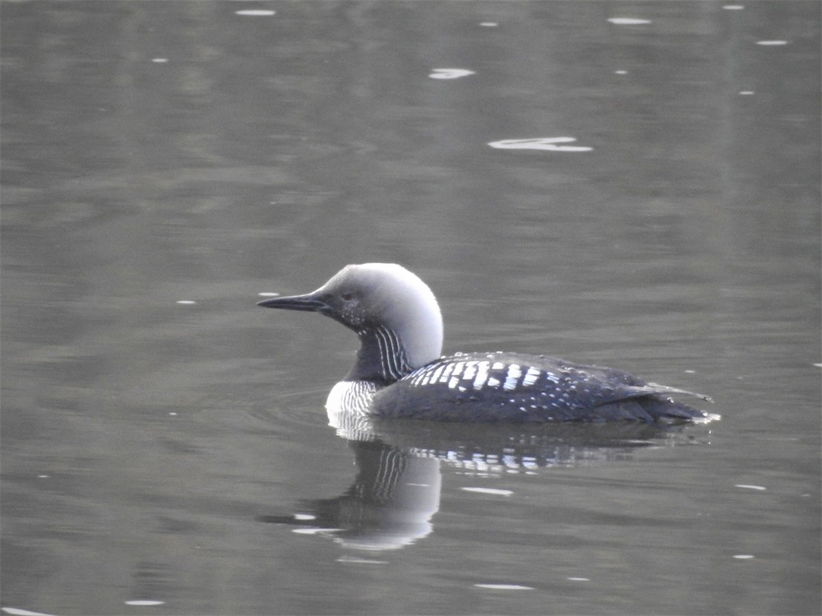 Pacific Loon - Cheryl Noutary