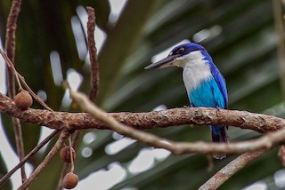  - Lazuli Kingfisher