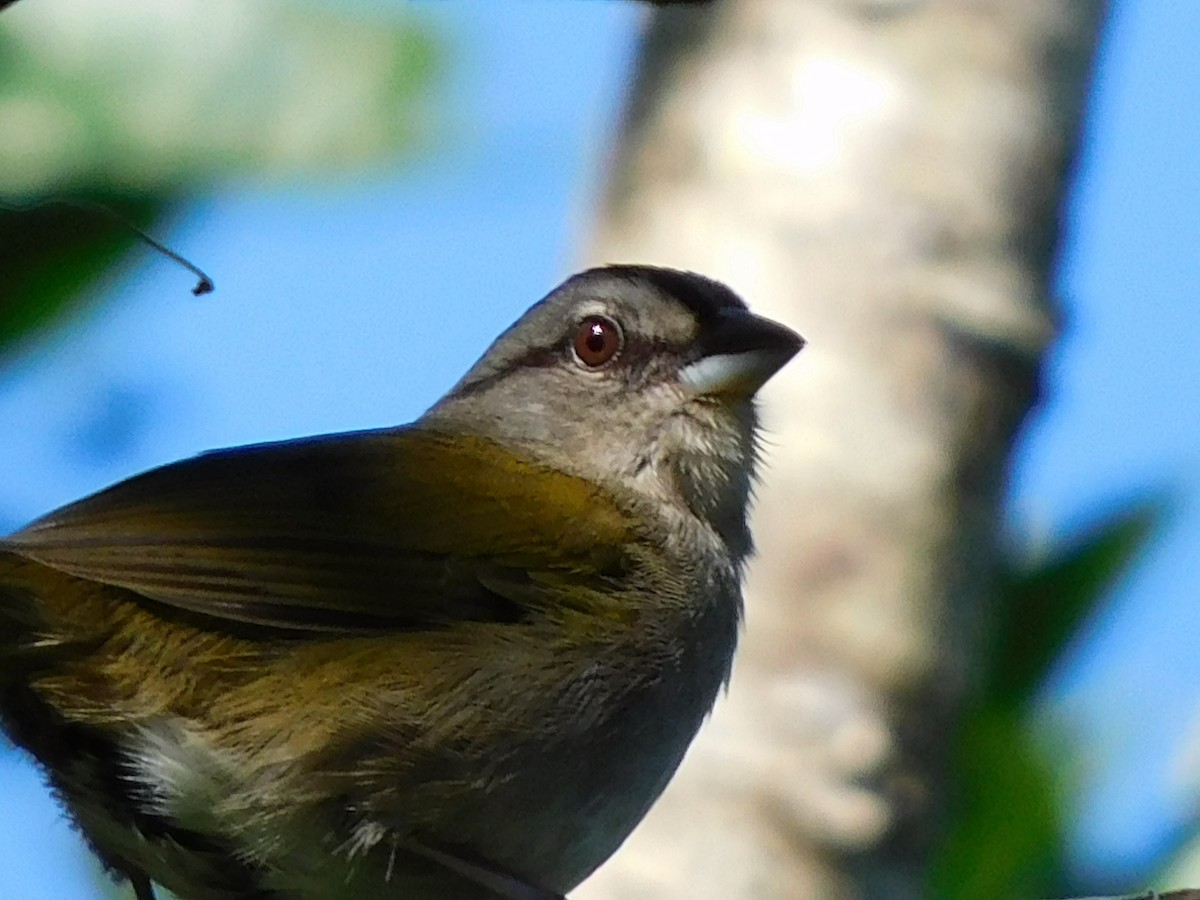 Green-backed Sparrow - Carlos Mancera (Tuxtla Birding Club)