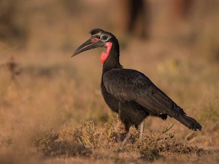  - Abyssinian Ground-Hornbill
