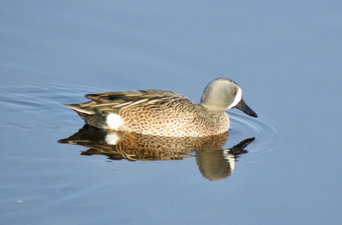 Blue-winged Teal - ML303122951