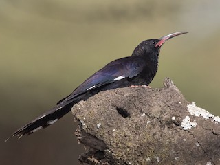  - Black-billed Woodhoopoe