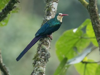  - White-headed Woodhoopoe