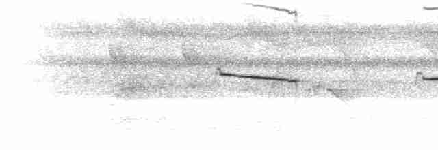 シロクロオオガシラ（subtectus） - ML303126