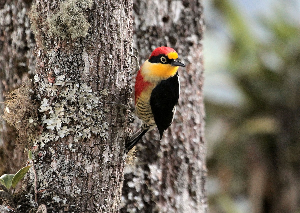 Yellow-fronted Woodpecker - ML303128631