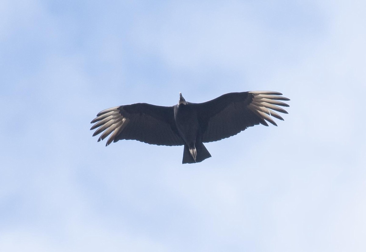 Black Vulture - ML303133261