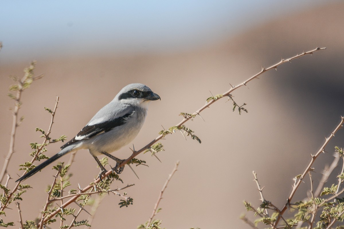 Great Gray Shrike (Arabian) - Itamar Donitza
