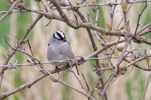 White-crowned Sparrow - Clinton S. Boyd