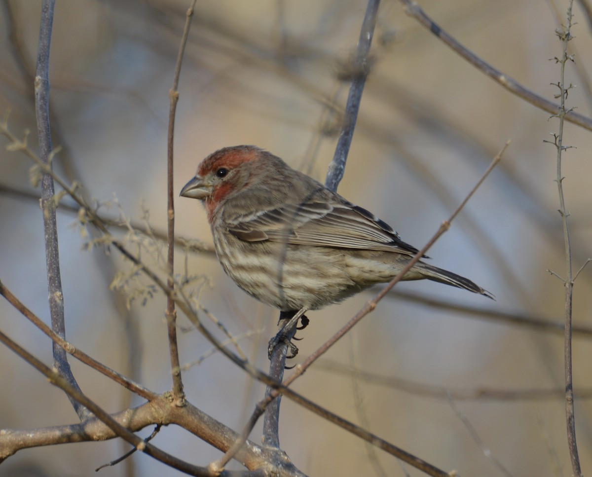 House Finch - Hunter Collins