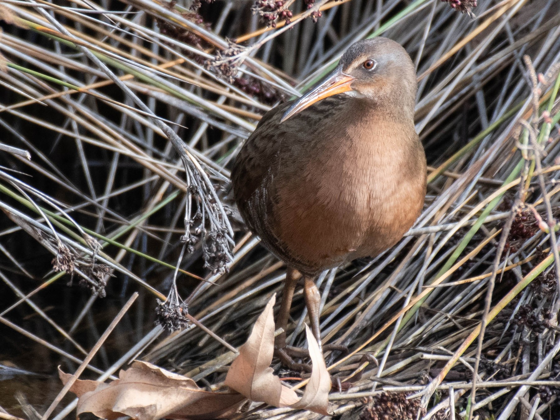 Ridgway's Rail - eBird