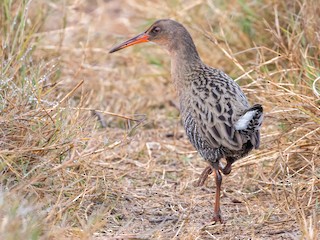  - Ridgway's Rail (San Francisco Bay)