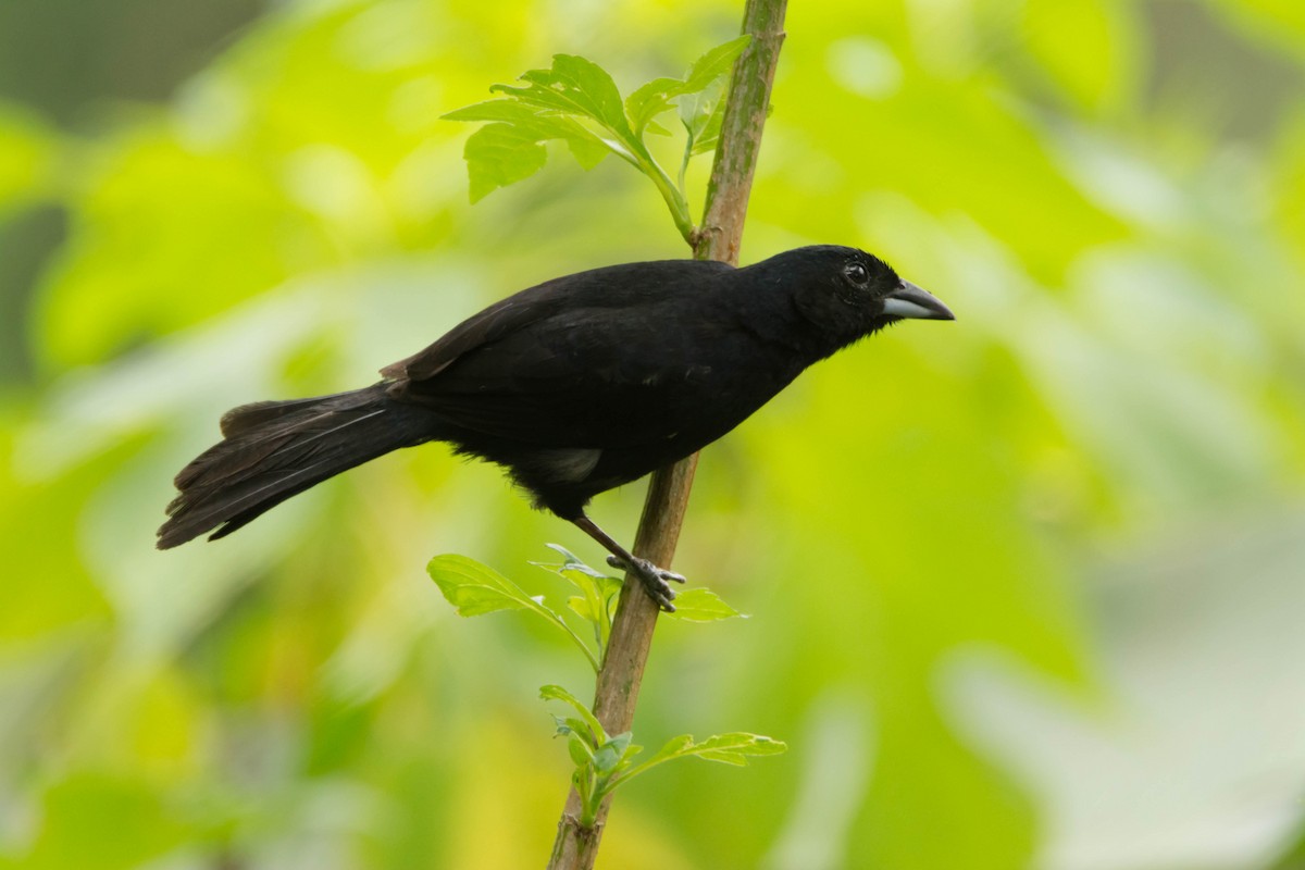 White-lined Tanager - ML30314601