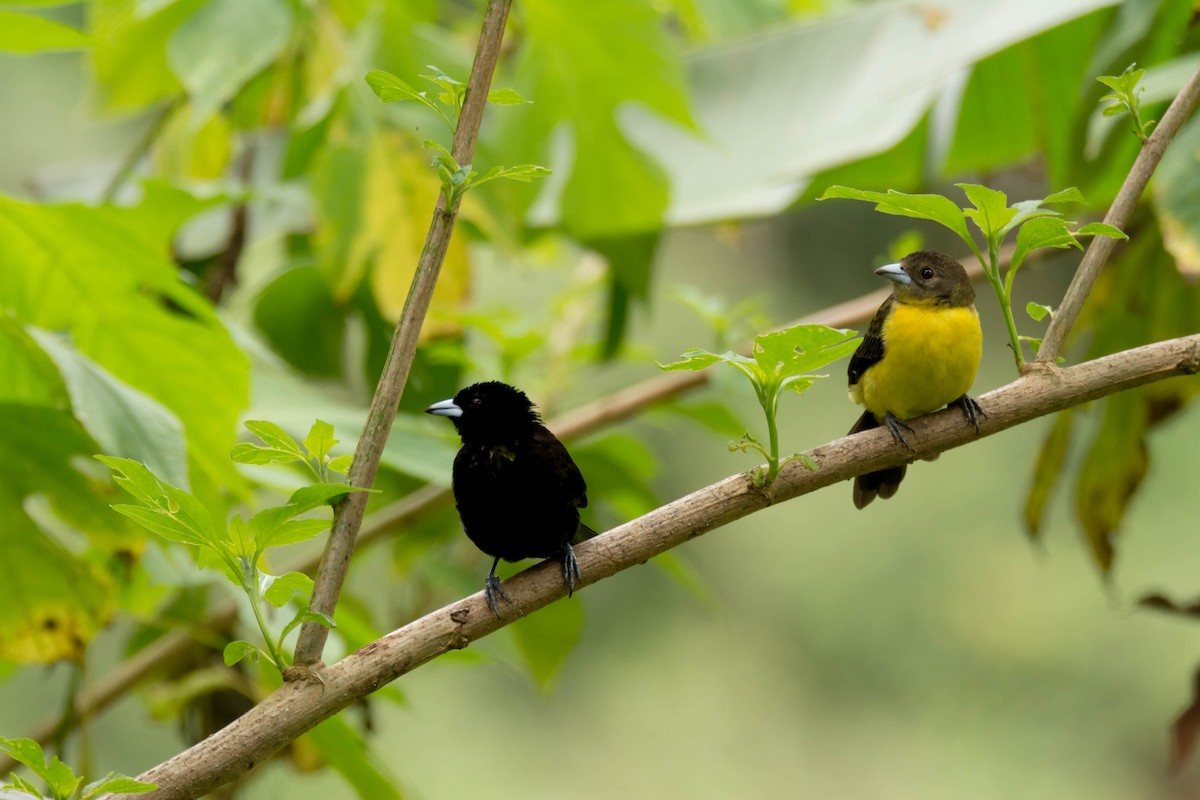Flame-rumped Tanager - ML30314621