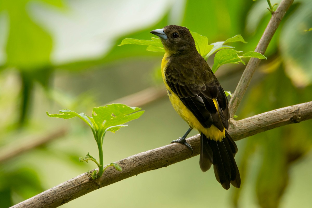 Flame-rumped Tanager - ML30314631