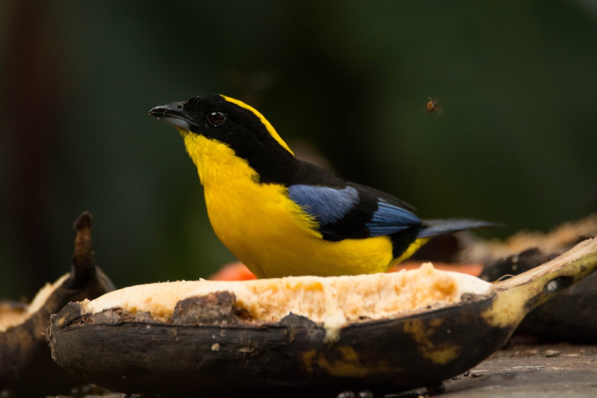 Blue-winged Mountain Tanager - ML30314671