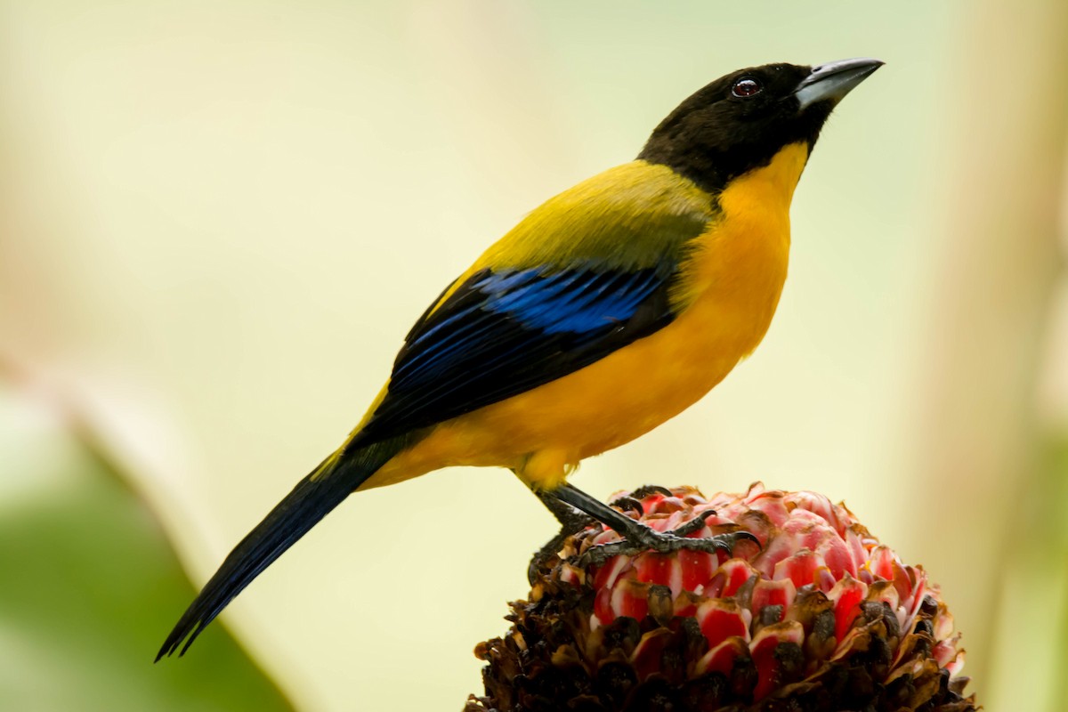 Black-chinned Mountain Tanager - ML30314681