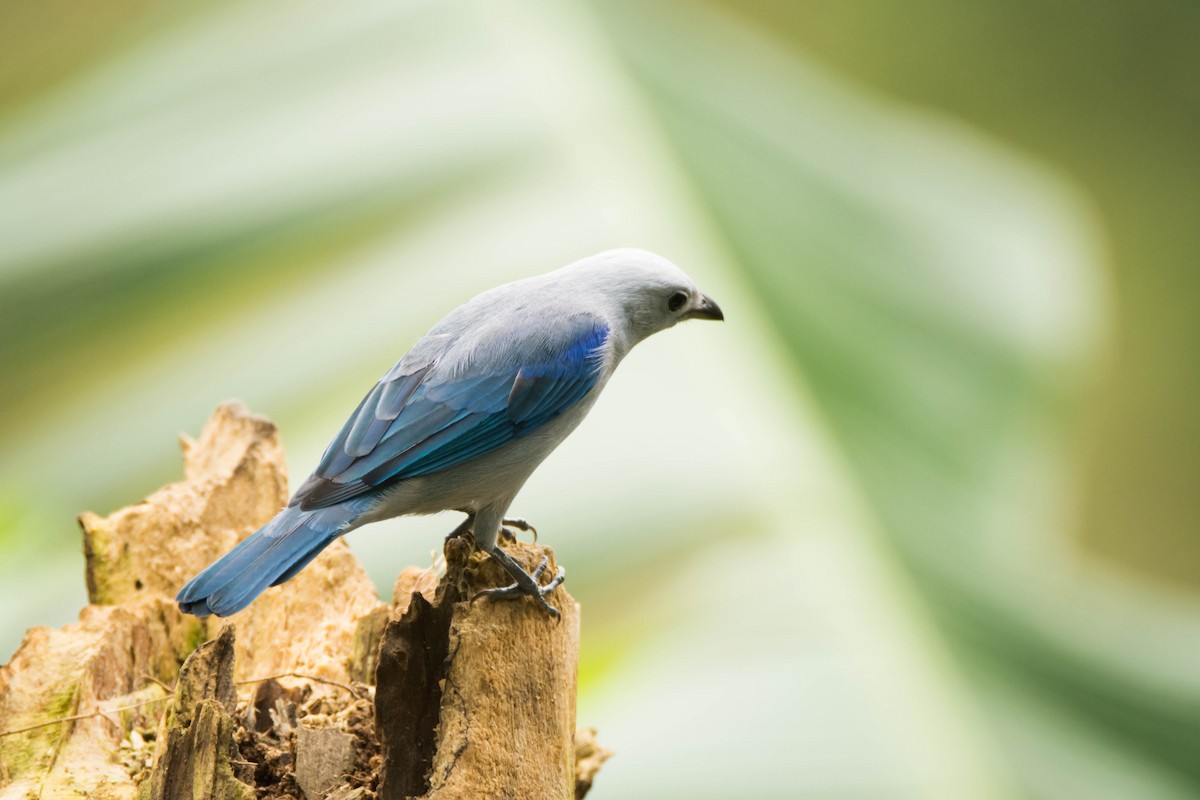 Blue-gray Tanager - ML30314731