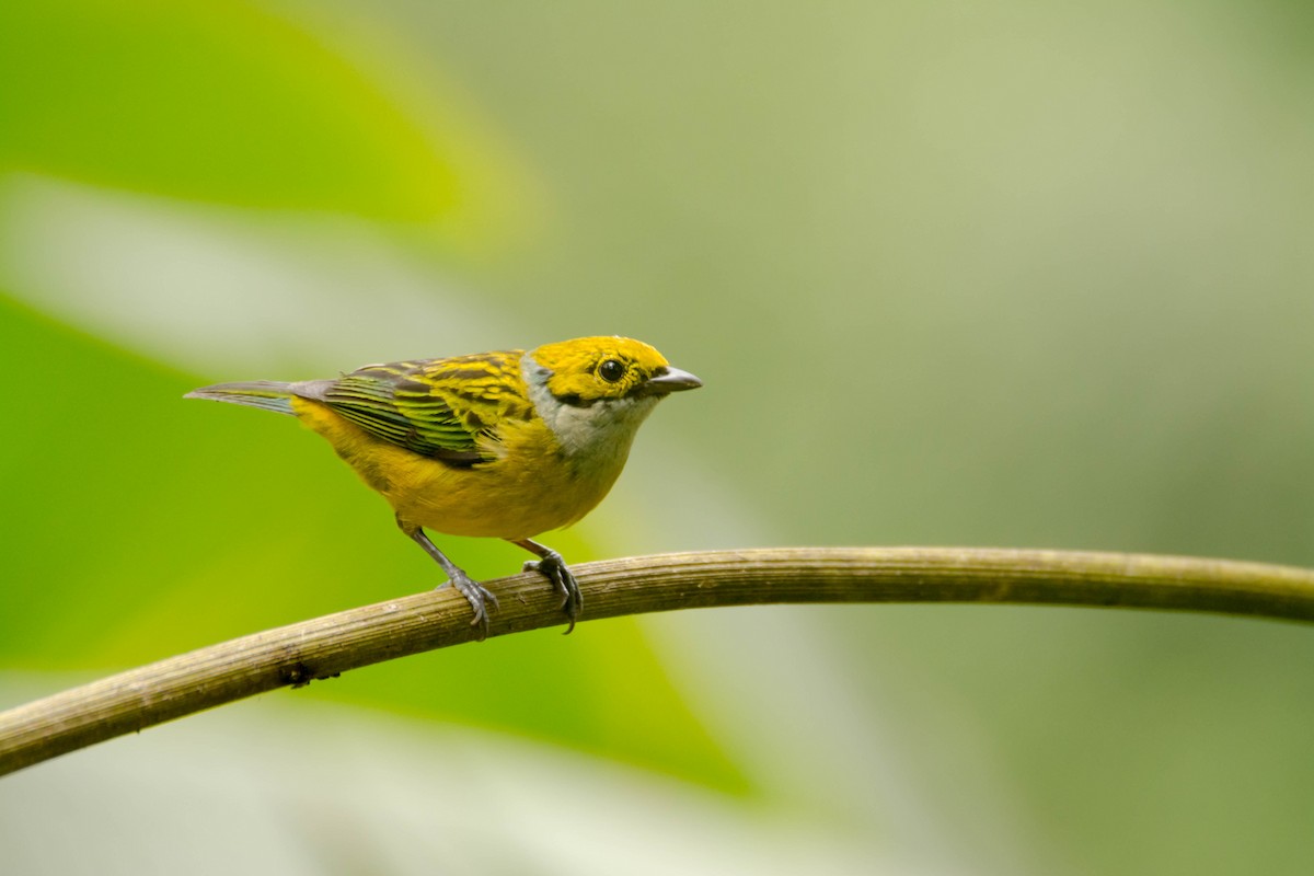 Silver-throated Tanager - ML30314801