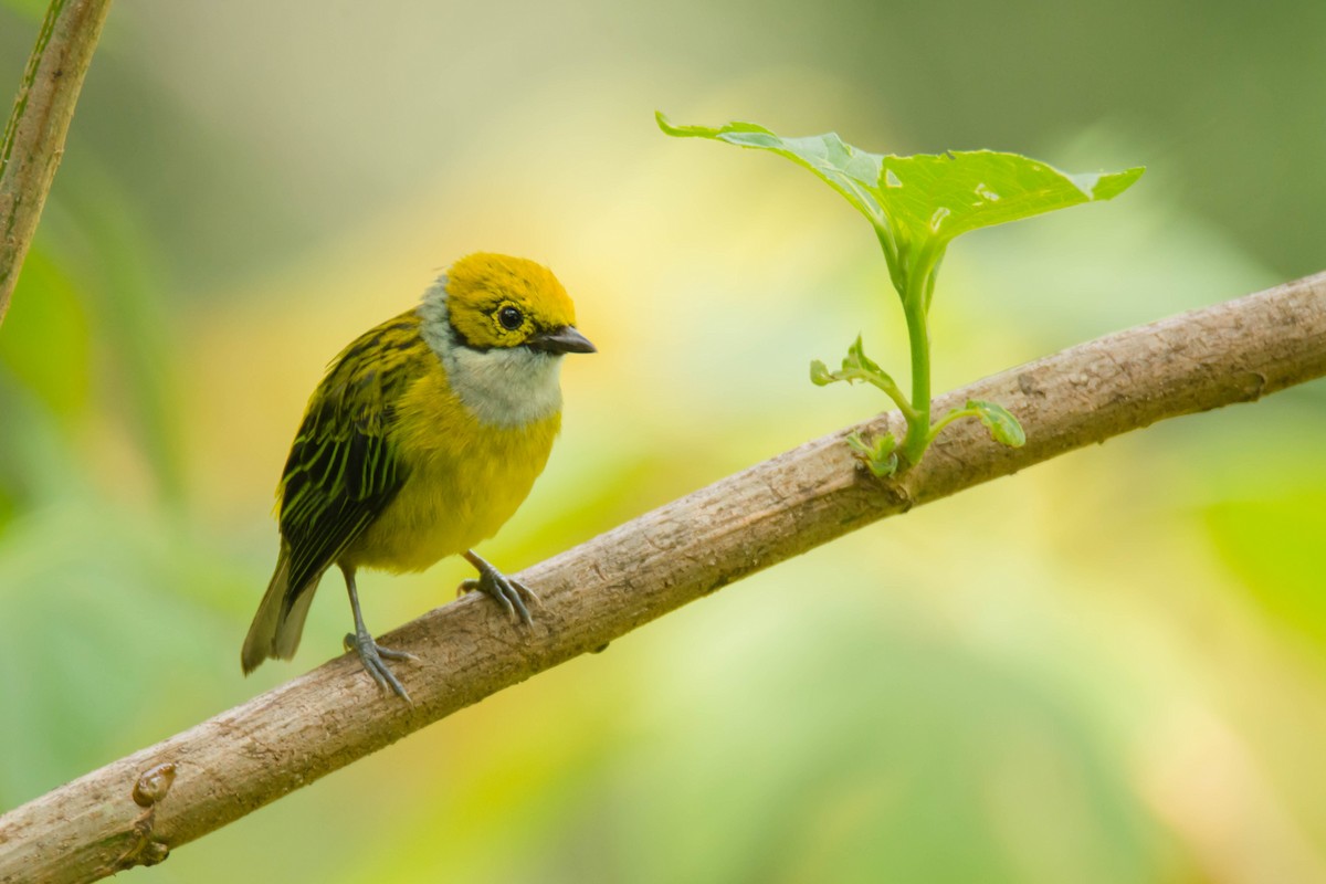 Silver-throated Tanager - ML30314811