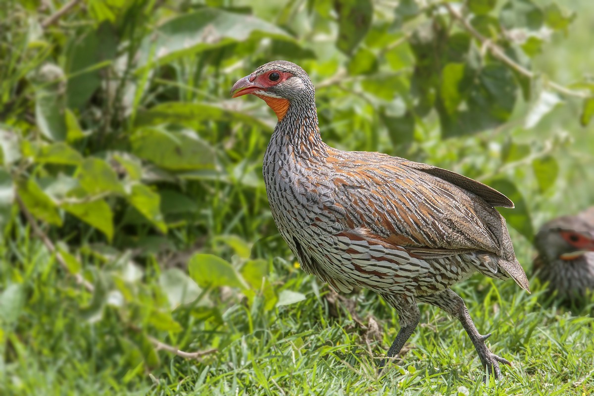 Gray-breasted Spurfowl - ML303148541
