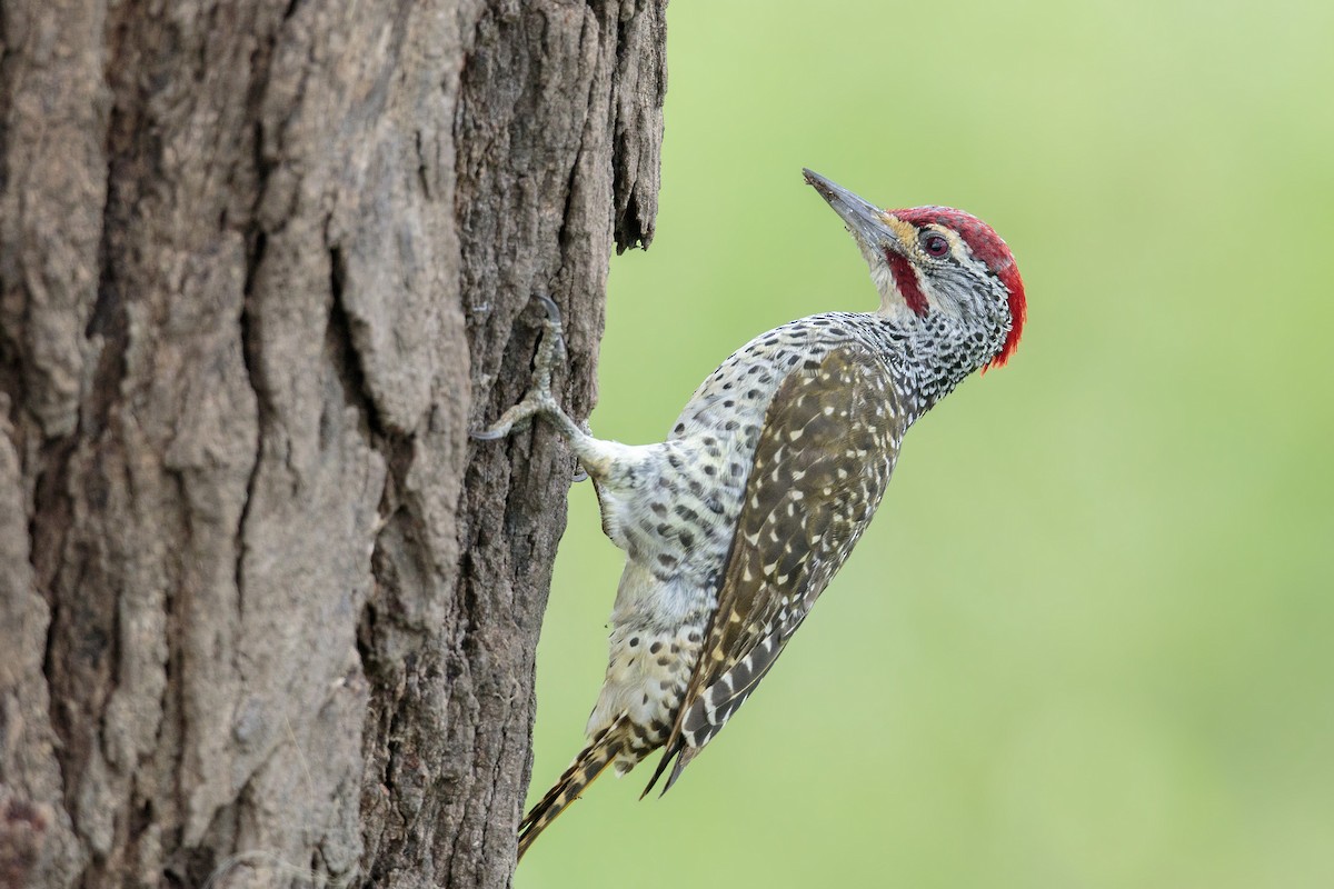 Nubian Woodpecker - ML303148691