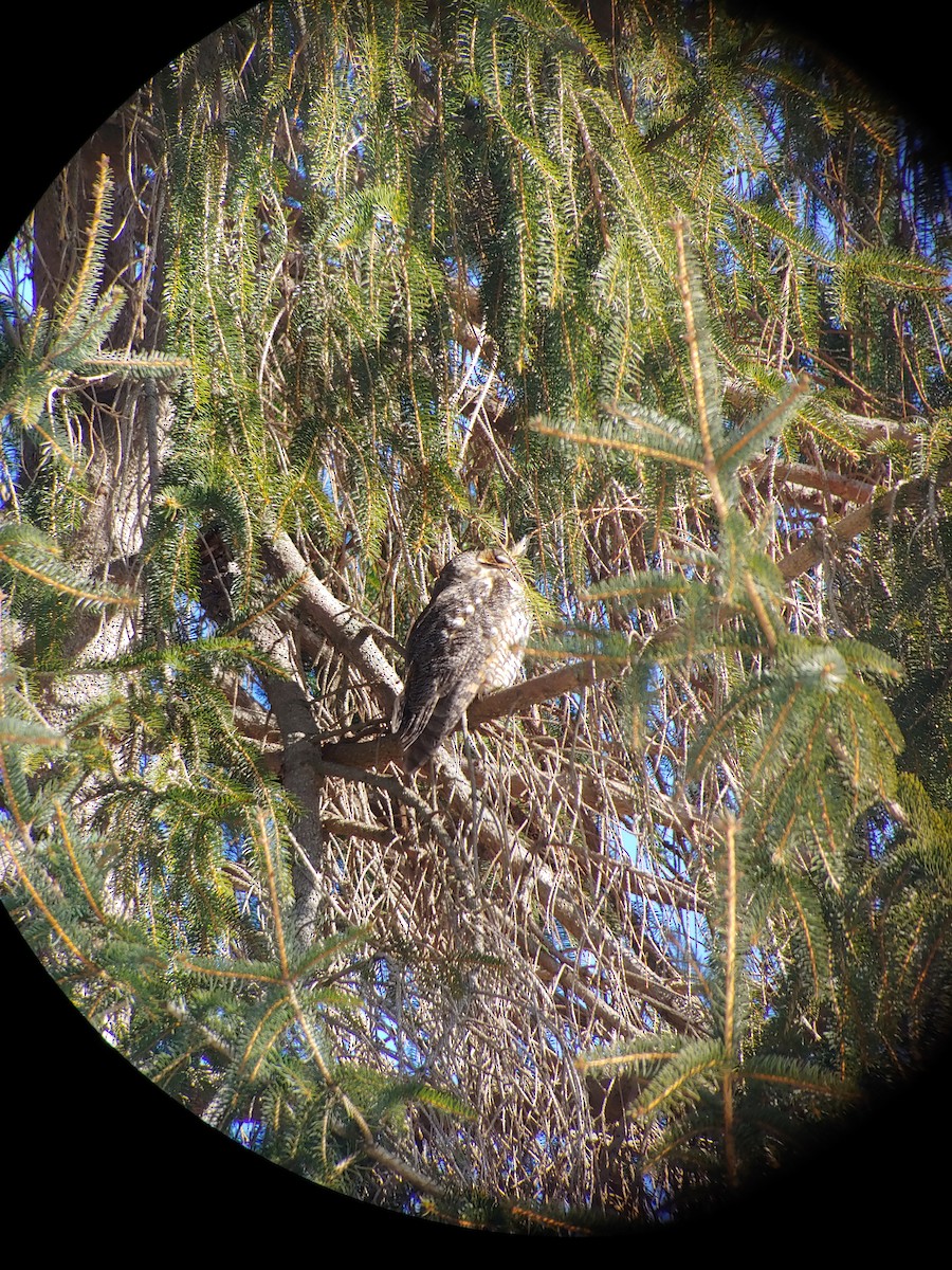 Long-eared Owl - ML303150121