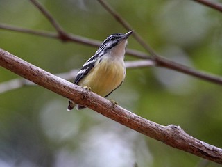  - Moustached Antwren (Short-billed)