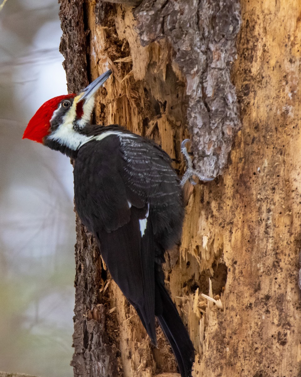Pileated Woodpecker - Kelly White