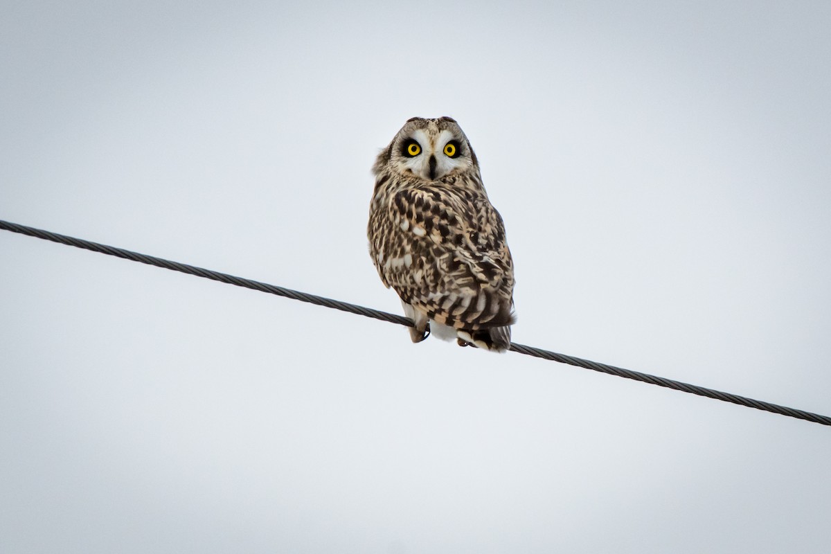 Short-eared Owl - ML303159801