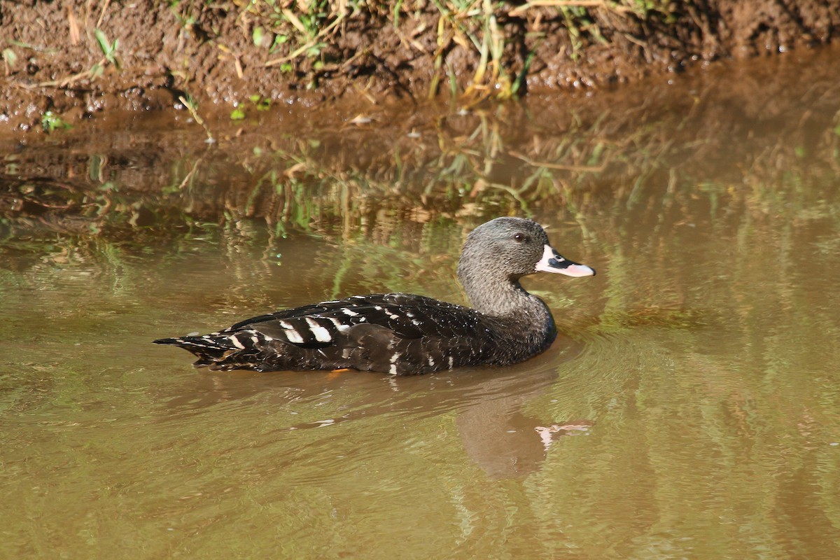 African Black Duck - ML30315981