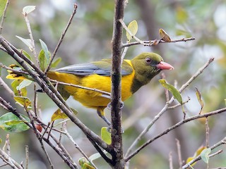  - Green-headed Oriole