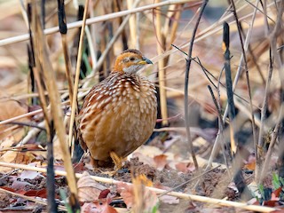  - White-throated Francolin