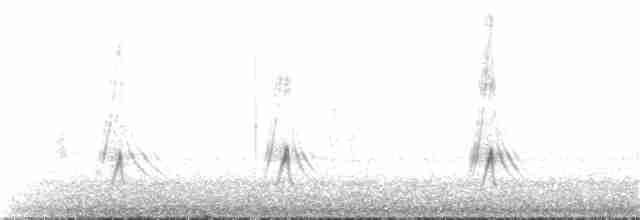 Желтоклювый чирок (flavirostris) - ML303165711