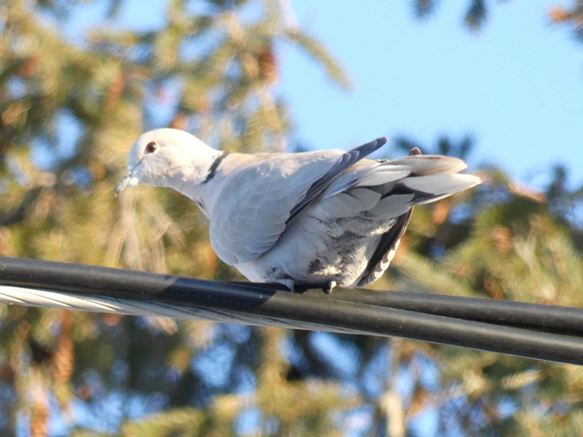 Eurasian Collared-Dove - ML303175901