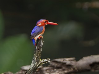 Whitebellied Kingfisher Corythornis leucogaster Birds of the World