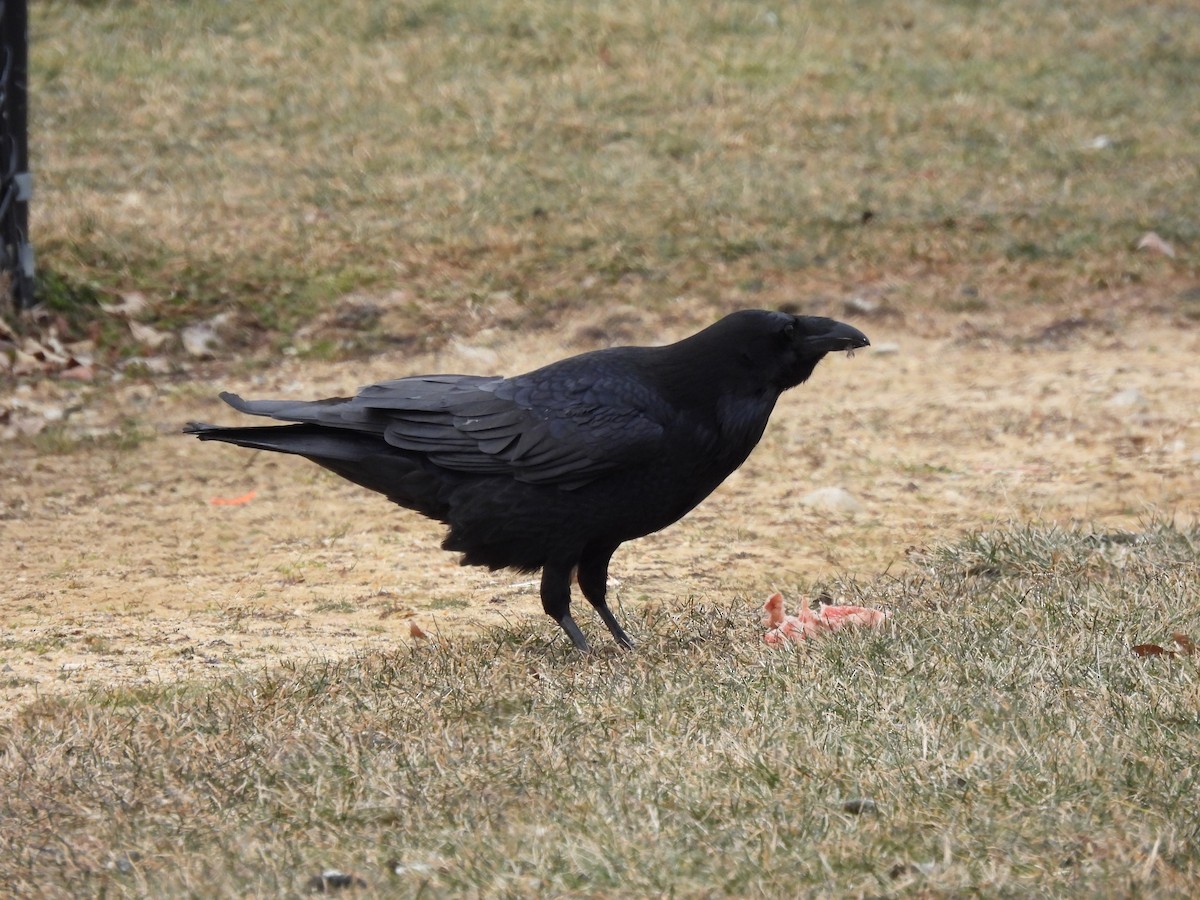 Common Raven - ML303181221