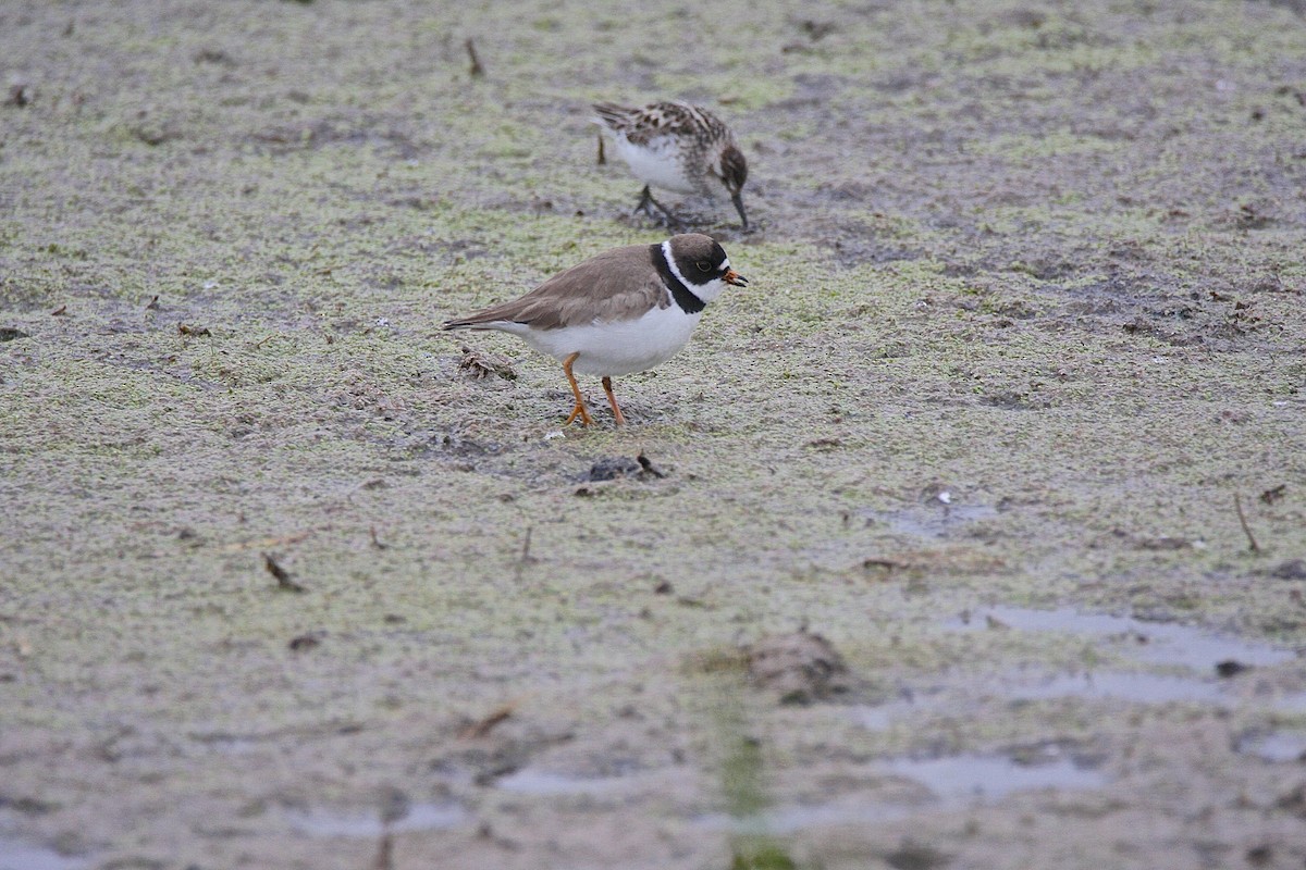 Semipalmated Plover - ML30318161