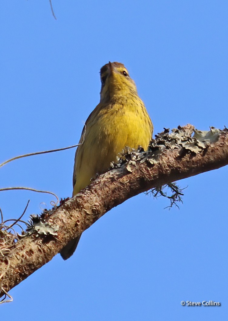 Palm Warbler (Yellow) - ML303183211