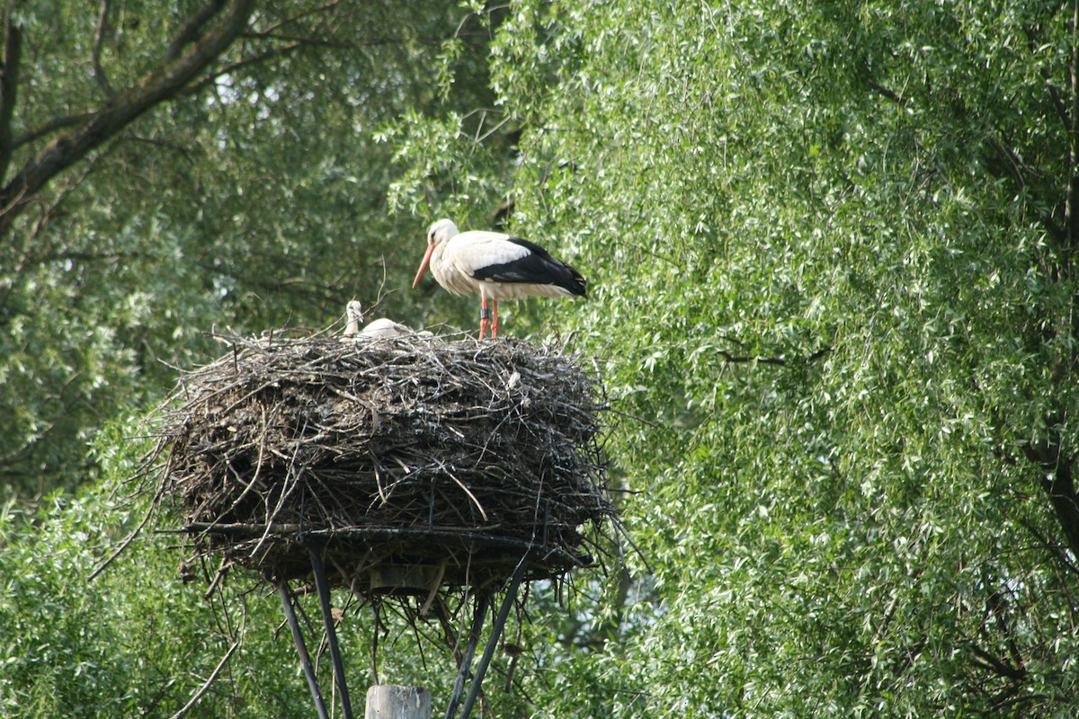 White Stork - Stuart Fisher